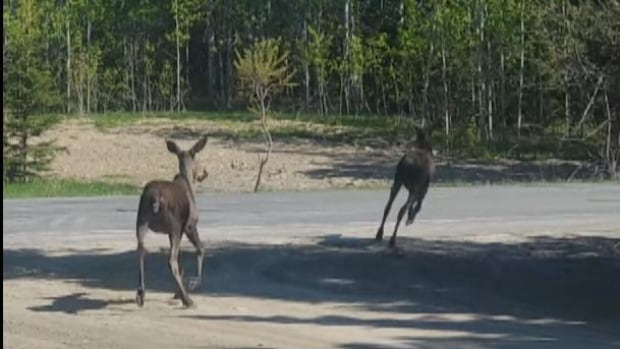 A close call between a car, a motorbike and a young moose