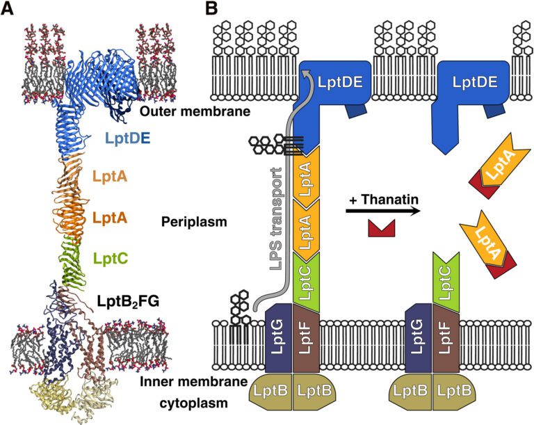 Chemists develop a new class of antibiotics to fight resistant bacteria