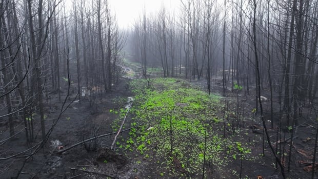 Timeline of Upper Tantallon wildfire shows how long it took to send emergency alerts