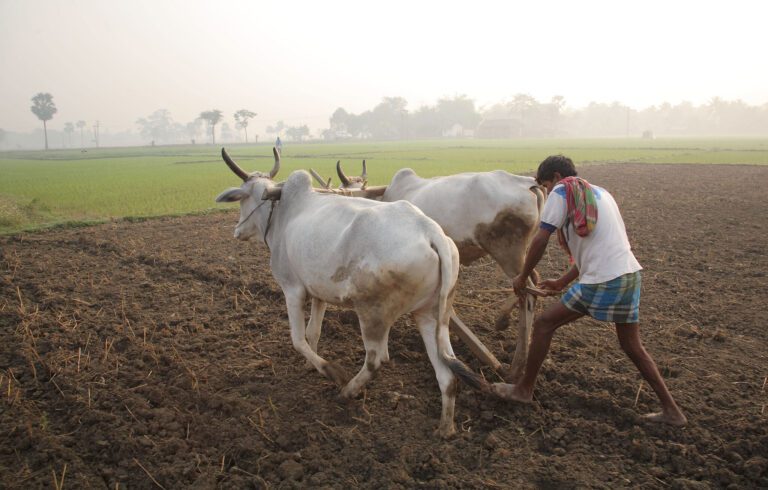 Strategic investments in five countries hold the key to tackling climate challenges in livestock production: Study