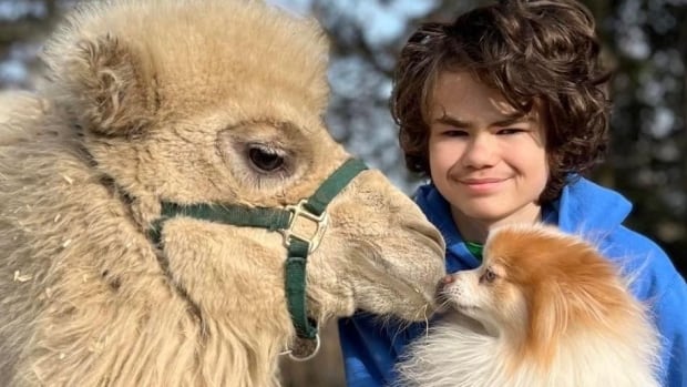 Pet camel turns heads along B.C. highway