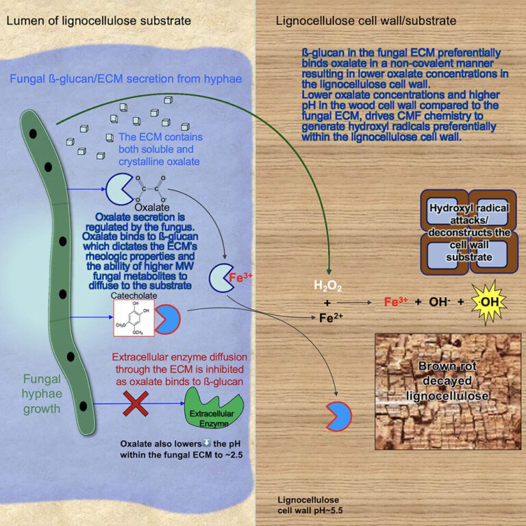 Research is the first to unlock the secret of microbial slime