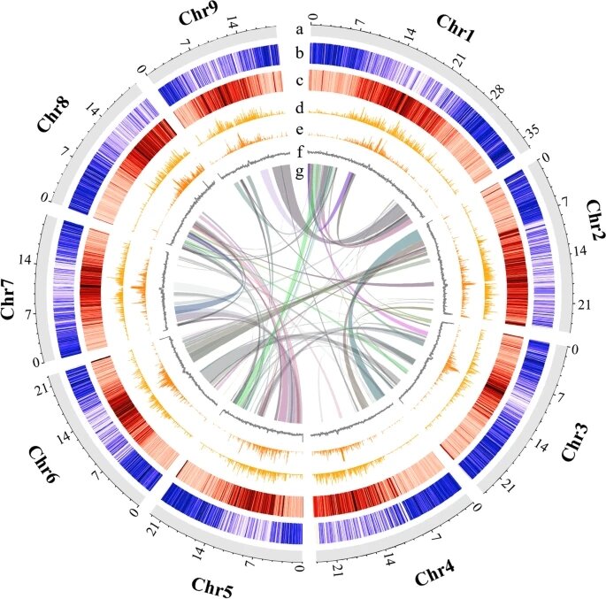 Researchers provide first chromosome-level genome assembly in Murraya plants