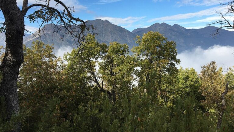 Short-lived solutions for tall trees in Chile’s megadrought