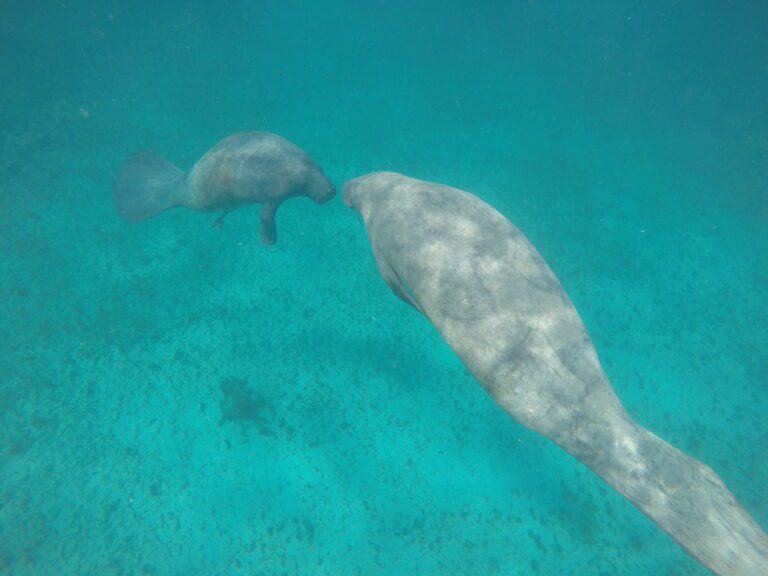 Study identifies boat strikes as a growing cause of manatee deaths in Belize