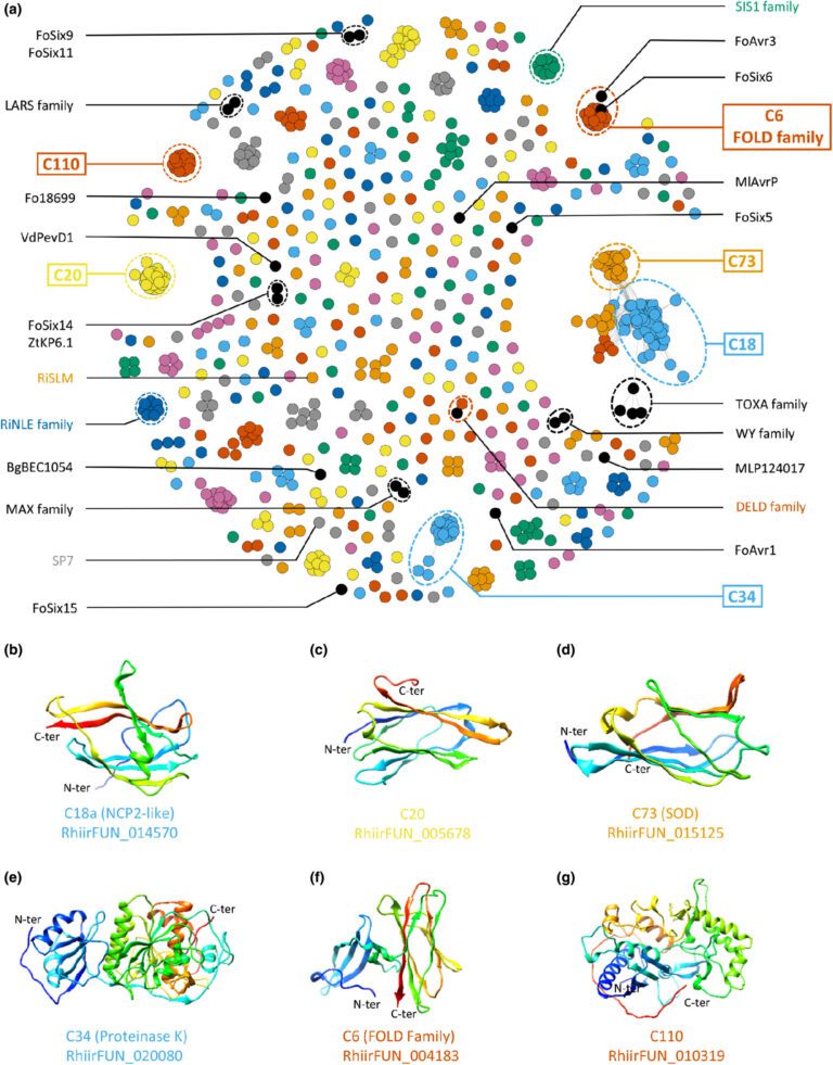 Symbiotic and pathogenic fungi may use similar molecular tools to manipulate plants