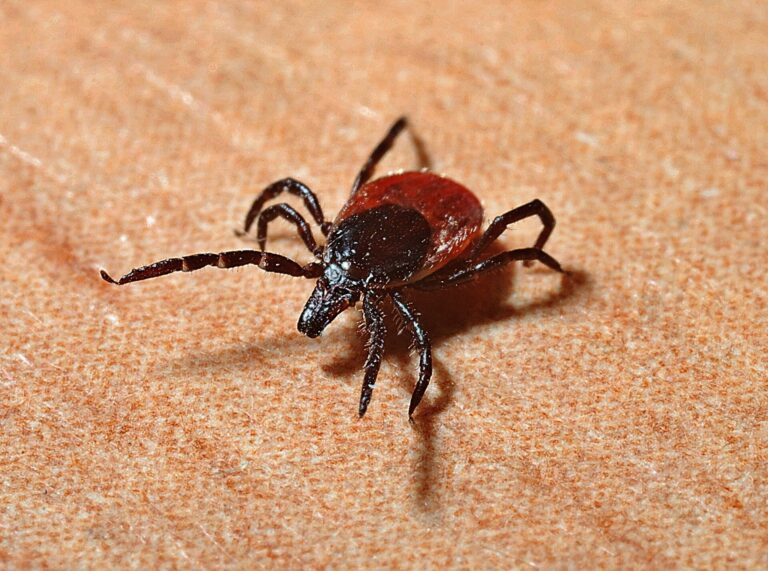 Ticks prove resilient to extreme temperatures