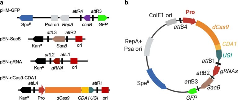 Using a gene-editing tool to improve productivity in rice crops