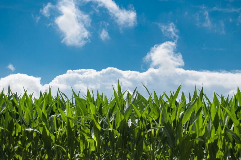 Top corn producing state to see future drop in yield, cover crop efficiency: Study