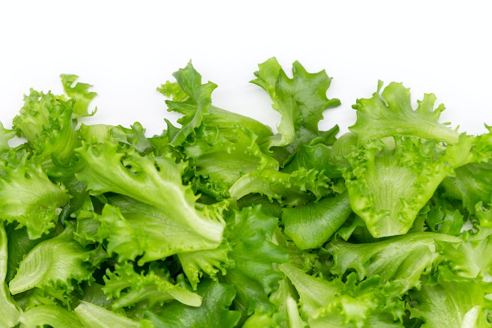 Lettuce vegetable