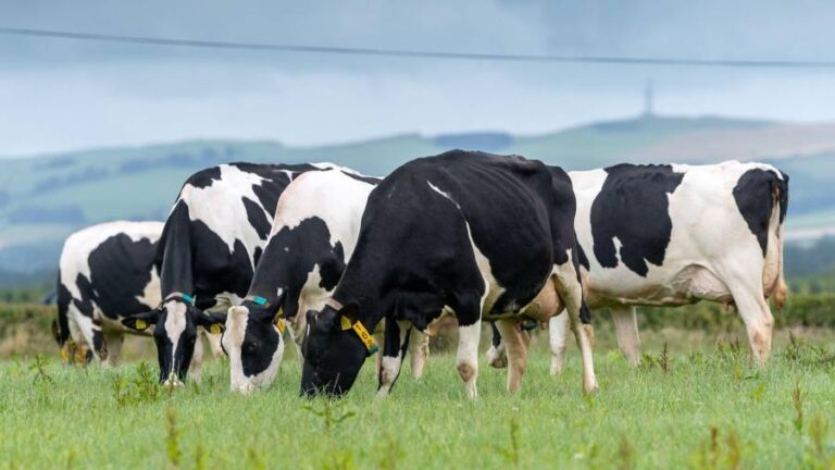 UK dairy industry fears farm closures following processors’ price cuts