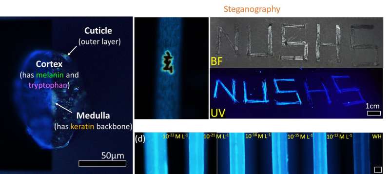 Physicists use hair fluorescence to repurpose human hair waste