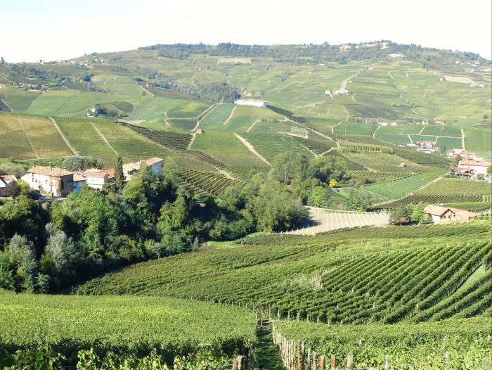 Vineyards on a Maremma Safari Club walk