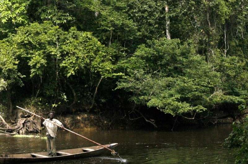 The Cavally Forest is in the southwestern Ivory Coast. The Cavally river forms the border with Liberia