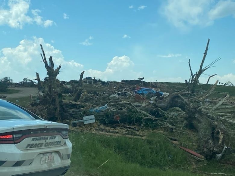 Trees are strewn across a field. 