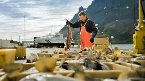 Fisherman placing fish in container