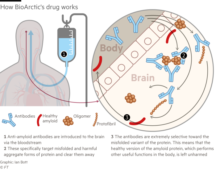 Illustration showing how BioArctic’s drug works 1 Anti-amyloid antibodies are introduced to the brain via the bloodstream 2 These specifically target misfolded and harmful aggregate forms of protein and clear them away 3 The antibodies are extremely selective toward the misfolded variant of the protein. This means that the healthy version of the amyloid protein, which performs other useful functions in the body, is left unharmed 