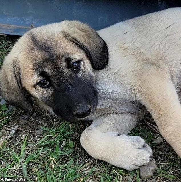 Looking after Meatball and her pups became a source of enjoyment and positivity for the soldiers on their long deployment away from home