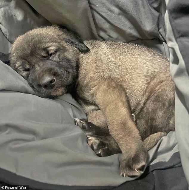 The soldiers have expressed gratitude just for the opportunity to ensure that each puppy finds a loving forever home back in the United States