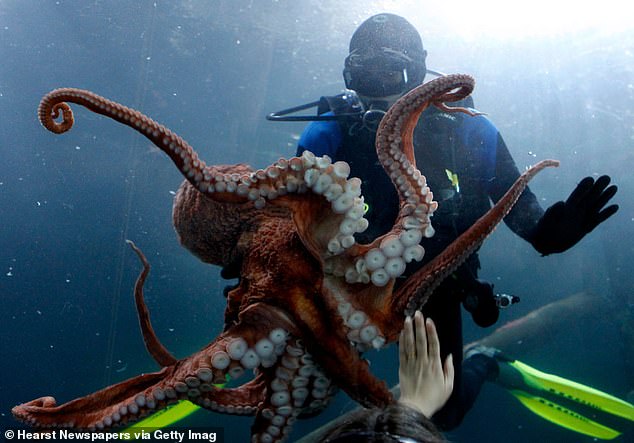 The multi-national company behind it, Nueva Pescanova, says it will eventually produce 3,000 tons of Octopus vulgaris (the common octopus) each year. That equates to about a million of them. (Pictured: A diver swims with an octopus).