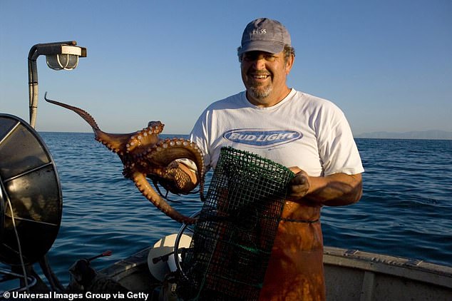 Octopus has long been a popular dish across the Mediterranean (especially Spain), East Asia and Mexico but demand is growing enormously. In the past 70 years the annual catch of wild octopus has increased more than tenfold to an estimated 400,000 tons.