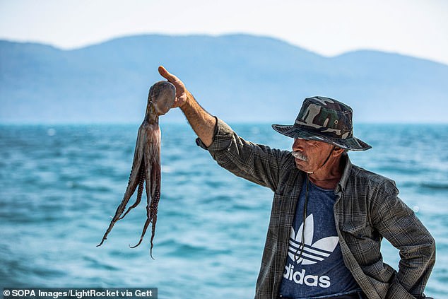 Scientists recently discovered octopuses have a genetic ‘quirk’, containing so-called ‘jumping genes’ that are also seen in humans and which improve brain function. (Pictured: Fisherman with octopus caught at sea).