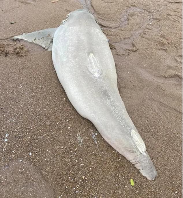 Commercial fishers face on-the-spot fines of up to $1,238 if they are found with a shark without its fins naturally attached