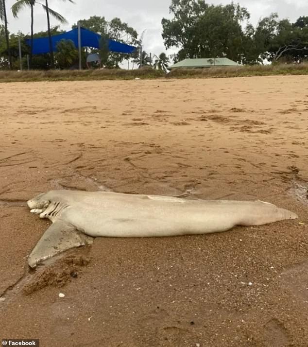 If recreational fishers on the Queensland east coast are found with shark fins without the body or vice versa they face possible on-the-spot fines of $619