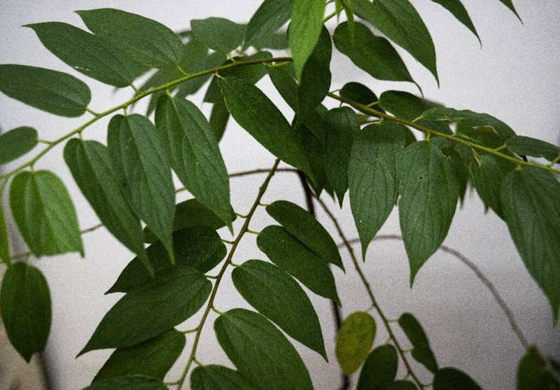 View of the Trema micrantha blume plant, a fast-growing plant that is native to the Americas where it is widespread and often co