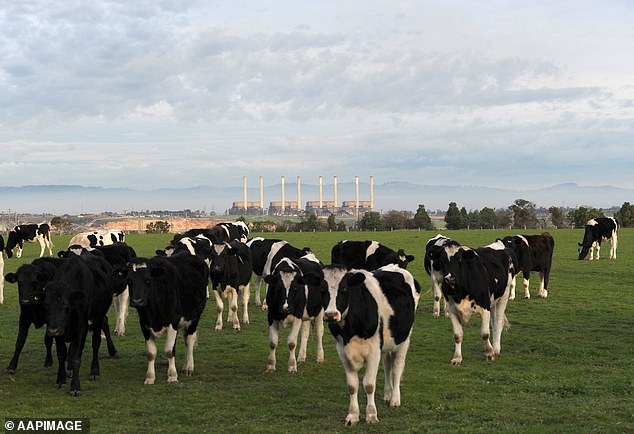 The price of dairy products has risen 15.1 per cent between May 2022 and May 2023, according to the Australian Bureau of Statistics (pictured: cattle in Morwell, Victoria)