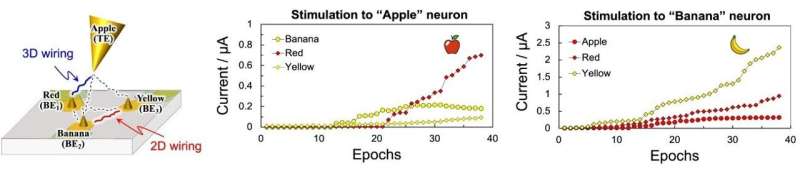 Growing bio-inspired polymer brains for artificial neural networks