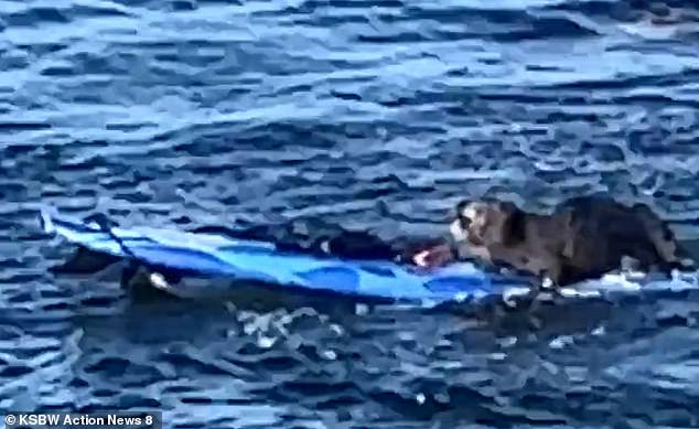 The otter appears unfazed and even repeatedly mounts the board until the clip ends without showing how the situation between the pair was resolved