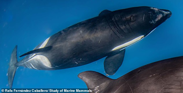 Daily Mail.com reported that White Gladis (pictured), an orca who is believed to have kicked off the 'coup,' was thought to have been pregnant when she first started ramming into boat