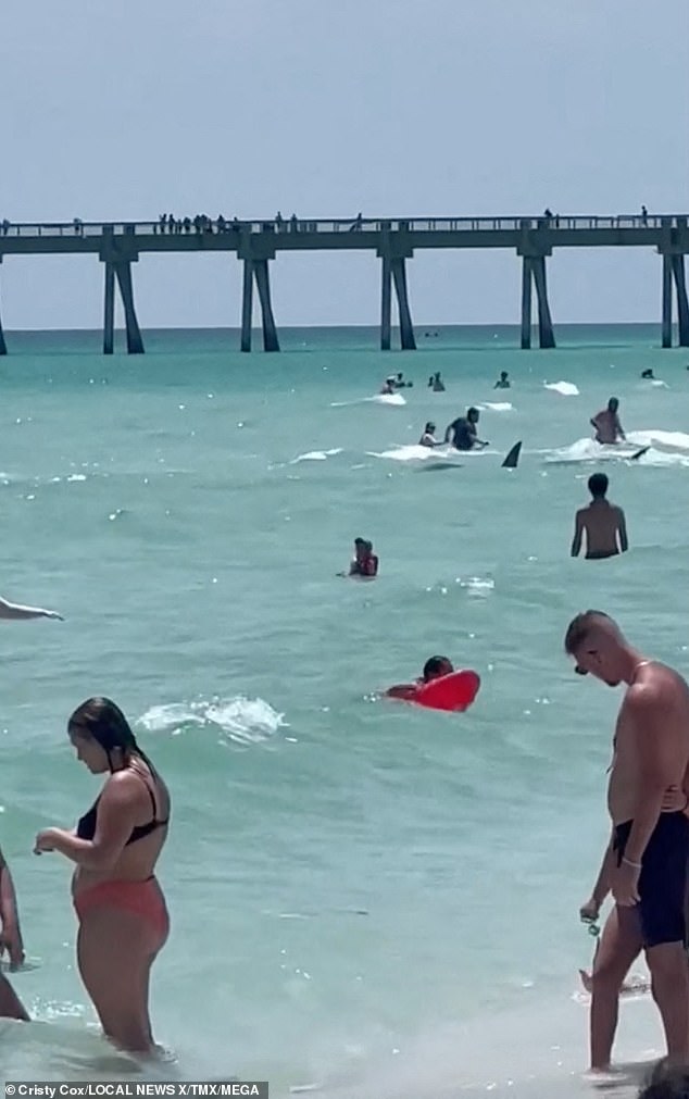 Florida beachgoers rushed from the water screaming 'get out of the water' as a huge shark stalked the shallows ahead of Independence day