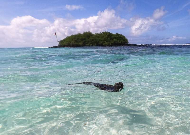 The marine iguana survives mainly on algae