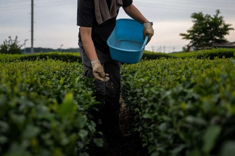 Tea farmer Ryutaro Matoba, who uses dry kelp as fertiliser for his crops, works on his farm in Iruma city, Saitama Prefecture