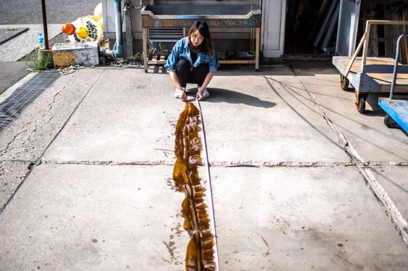 The brown strands of kelp take just four months to grow long and thick, and are then pulled up and cut from ropes submerged in t