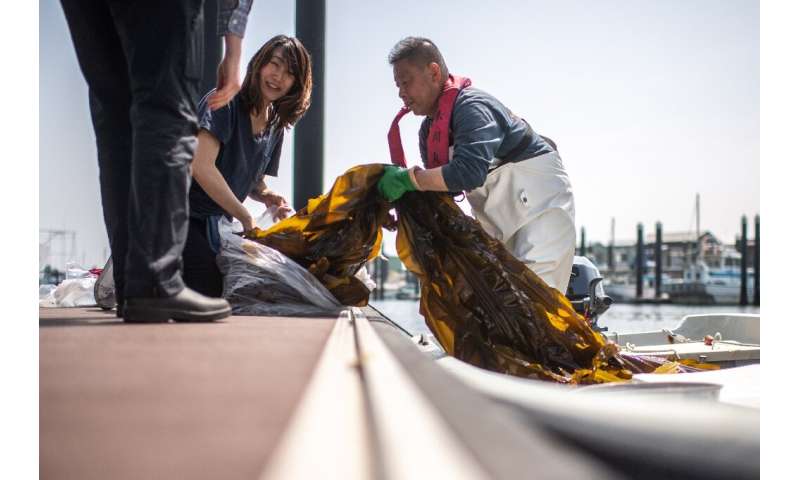 Fisherman Ryoichi Kigawa (R) handles kelp at a fishing port in Yokohama