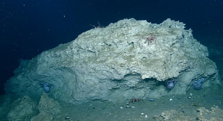 A rocky outcrop on the seafloor with crabs crawling on it and purplish octopuses burrowing in the crevices. 