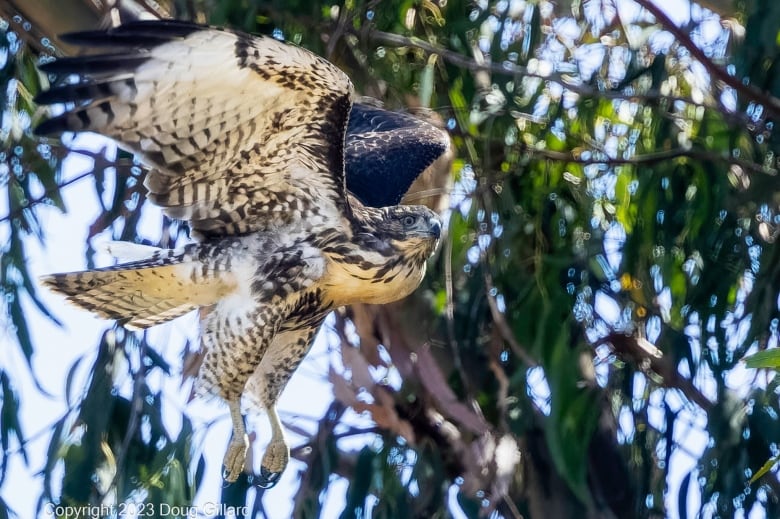 A young hawk in flight