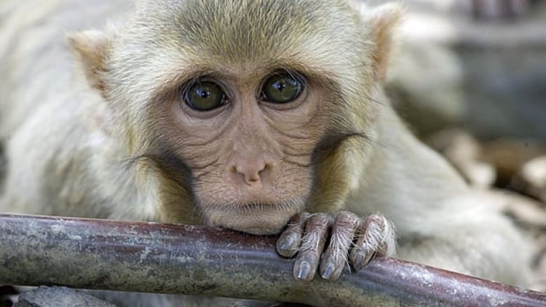 A close look at the face of a light brown rhesus macaque monkey.