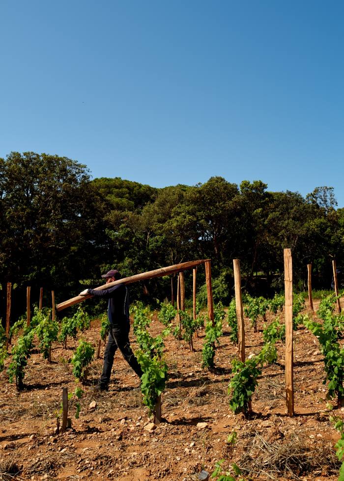 A vineyard at Domaine de l’Île