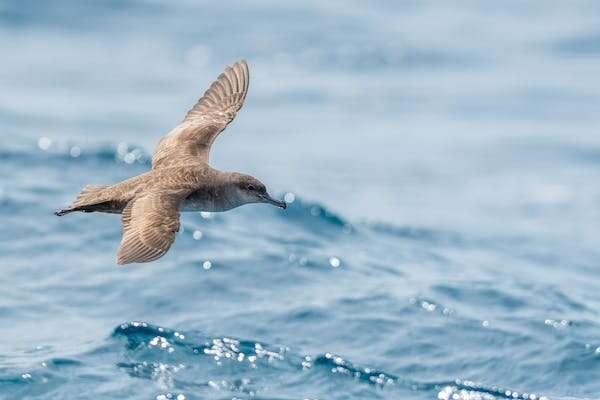 Plastic pollution threatens birds far out at sea—new research