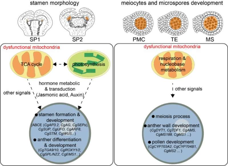 Nucleo-cytoplasmic interaction in seedless cybrid citrus