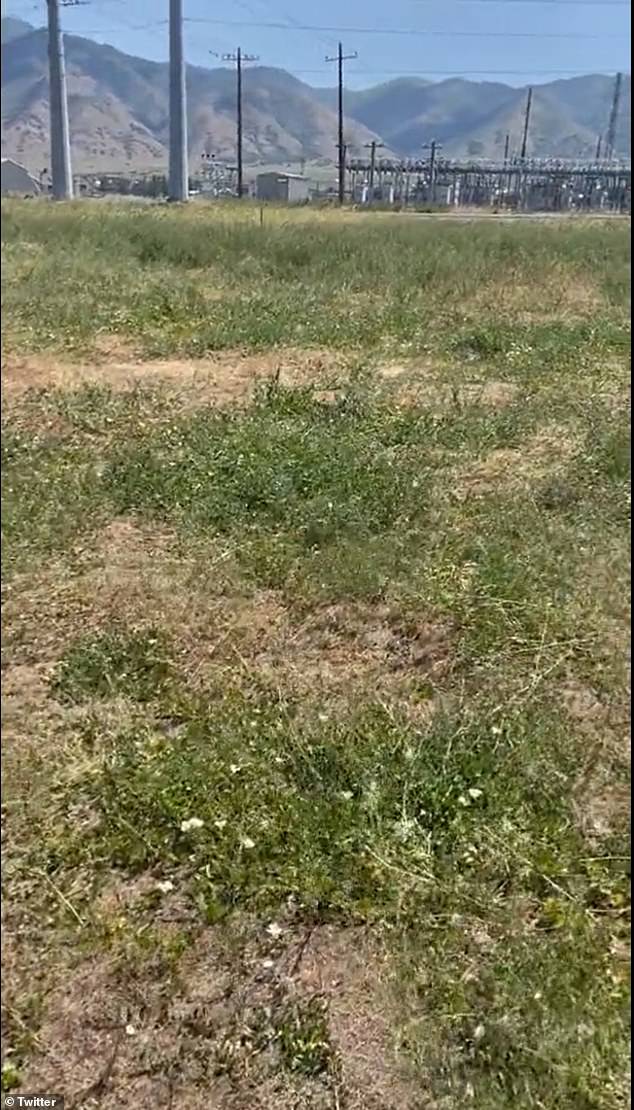 The plague-like surge hit Tooele, Utah, leaving many farmers with destroyed crops