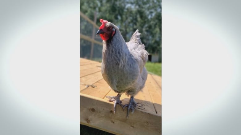 A chicken stands on a wooden platform.