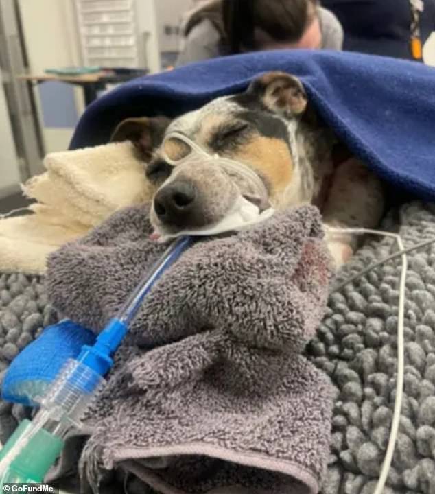 The seven-year-old Jack Russell is now fighting for life in hospital