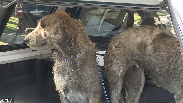 Two dogs were seized by police and Georges River council rangers from a nearby home (pictured) Investigations are ongoing