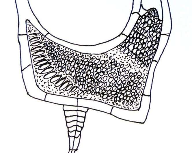 Researchers unearth rare carpoid fossil dating to the Denovian