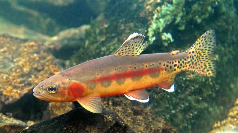 Researchers find evolutionary adaption in trout of Wyoming's Wind River Mountains